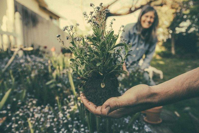 Flujo de renovación estacional del jardín
