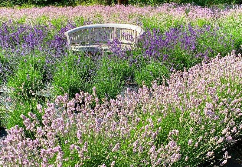 VerdeVivo Jardinería SP 1