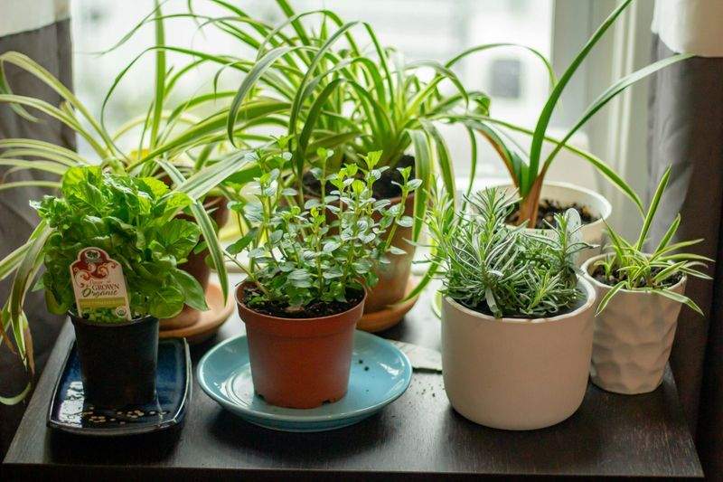 Mantenimiento de jardines